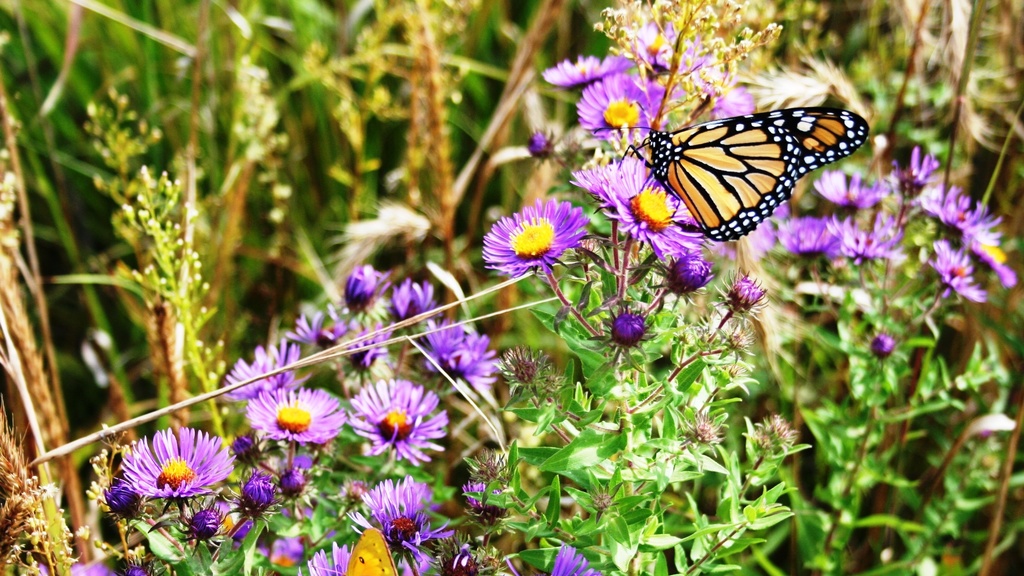 monarch