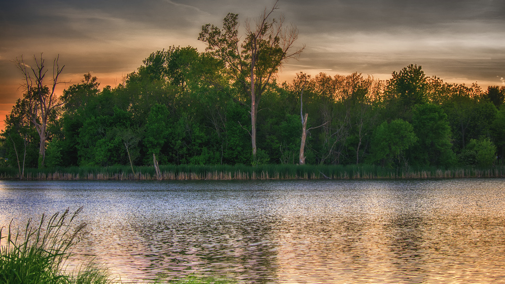 wetland
