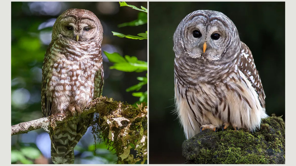 barred and spotted owls